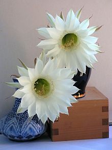 Echinopsis20050820 03.jpg