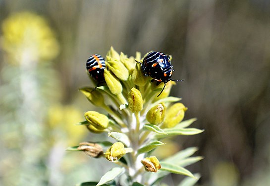 Harlequin cabbage bug nymphs (Murgantia histrionica) on bladderpod flower buds (Cleome isomeris) - The San Joaquin Wildlife Sanctuary