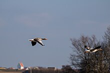 Greylag (25655542612).jpg