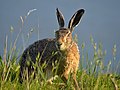 "Lepus_europaeus_(Uitkerke).jpg" by User:Biopics