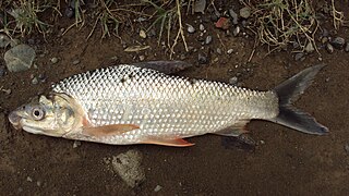 Prochilodus magdalenae (16197296986).jpg