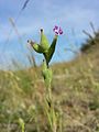 Silene conica