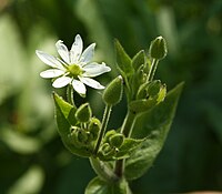 Unidentified Stellaria