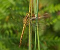 female