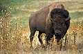 American Bison, National mammal of America