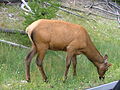 Cervus canadensis near West Entrance