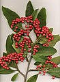 Cotoneaster frigidus foliage and fruit