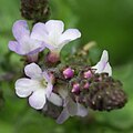 Flower closeup