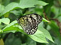 Paper Kite butterfly