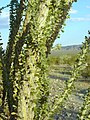 Joshua Tree National Park, California, USA