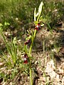 Ophrys insectifera Germany - Mosbach