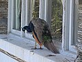 * Nomination Indian peafowl, pavo cristatus, in Parque del UTE, Uruguay --Ezarate 18:46, 7 April 2024 (UTC) * Promotion  Support Good quality. --MB-one 17:50, 13 April 2024 (UTC)