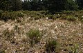 Natural habitat on Mont Ventoux, Provence.