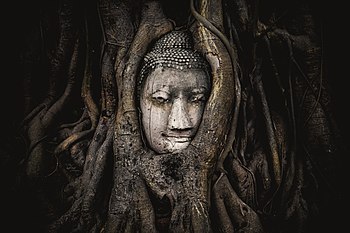 Statue of Buddha's head surrounded by tree roots, Wat Maha That, Phra Nakhon Si Ayutthaya Province Photograph: Siripatwongpin Licensing: CC-BY-SA-4.0