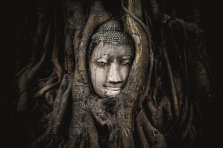 The head of a sandstone Buddha statue nestled in the tree roots beside the minor chapels of Wat Maha That