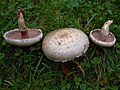 Agaricus semotus