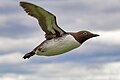 A bridled guillemot.