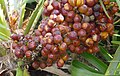 Chamaerops humilis - mature fruits