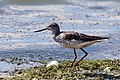 * Nomination Greenshank (Tringa nebularia), Standlake Pit 60, Oxfordshire --Charlesjsharp 21:27, 30 July 2015 (UTC) * Promotion Nice and very good -- Spurzem 21:42, 30 July 2015 (UTC)