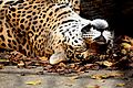 Sleeping jaguar