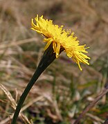 Leontodon pyrenaicus