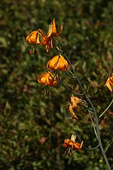 Lilium columbianum