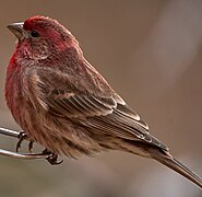 Male-House-Finch-at-Bird-Feeder.jpg