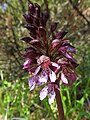 Orchis purpurea Germany - Mosbach (Baden)