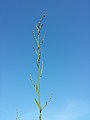 Inflorescence (individual with predominantly female flowers)