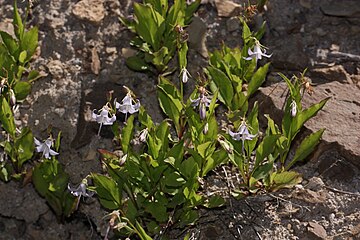 Campanula scouleri