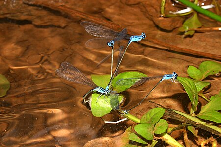 Archibasis oscillans egg-laying