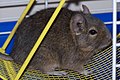 Degu sparkling from a dust bath