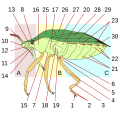 Insects morphology and anatomy, Category:Insects morphology and anatomy, Category:Close-ups of insects