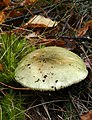 Pilkšvažalė ūmėdė Russula aeruginea