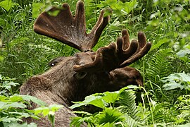 Eagle River Nature Center