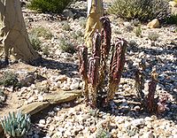 Aloe pearsonii