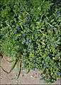 Anagallis arvensis in Israel