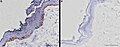 (G) Immunohistochemistry using a polyclonal KIT antibody on a skin biopsy from a solid-colored horse. Blue staining indicates KIT expression throughout the epidermis. Melanin produced by melanocytes is visible as brown granules. (H) Immunohistochemistry on a skin biopsy of a white horse. Note the weak blue staining and the complete absence of melanocytes and melanin. The bars correspond to 50 μm.