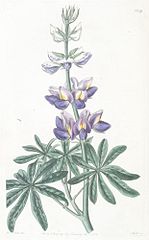 Lupinus mutabilis (Andean Lupin)