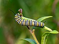 Image 72Monarch butterfly caterpillar on butterfly weed