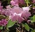 Rhododendron williamsianum