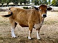 Category:Aubrac cattle