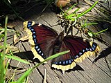 Adult, dorsal view.