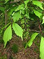 young fruits, Fukushima, Japan