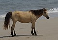 Chincoteague Pony (cat)