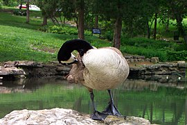 CanadaGoose Cheekwood.jpg