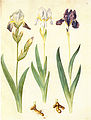 Iris × germanica Gottorfer Codex (1649-1659)