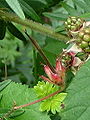 seed-head