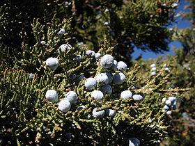 Lava Beds National Monument