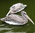 Pelecanus rufescens (cat.)